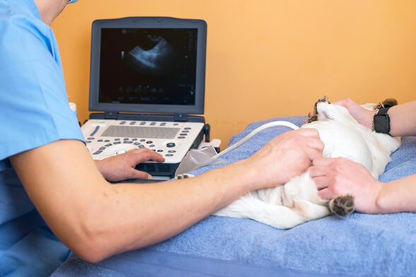 veterinary-teamwork-makes-ultrasound-examination-cat-cat-ultrasound-diagnosis-veterinary-clinic-medical-ultrasound