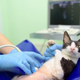 cat-having-ultrasound-scan-in-vet-office-health-o-2023-02-23-22-37-58-utc