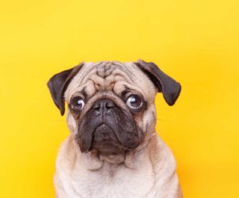 happy-dog-pug-breed-yellow-background