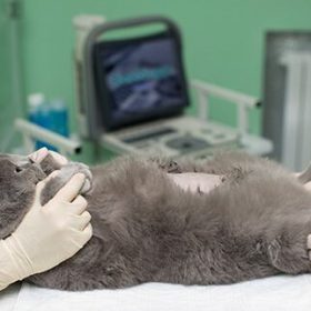 the-vet-does-an-ultrasound-cat-in-clinic-2022-02-15-19-01-40-utc