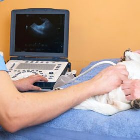 veterinary-teamwork-makes-ultrasound-examination-cat-cat-ultrasound-diagnosis-veterinary-clinic-medical-ultrasound